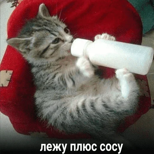 😺 Стикер «котикиии» для Telegram