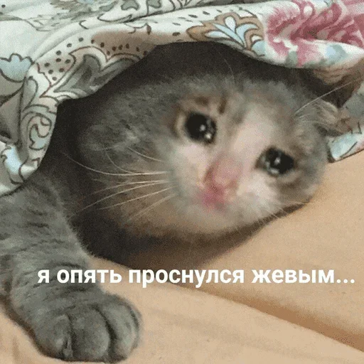 😺 Стикер «котикиии» для Telegram