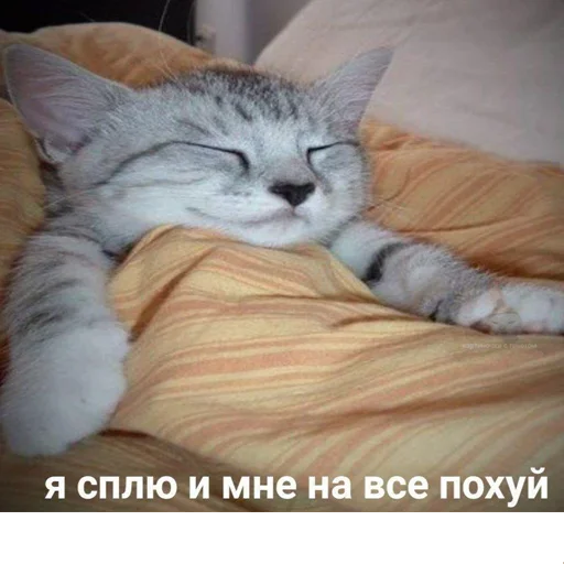 😺 Стикер «котикиии» для Telegram