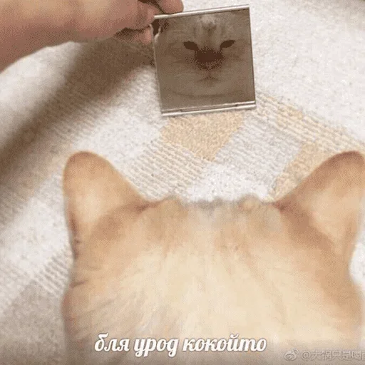 😺 Стикер «котикиии» для Telegram