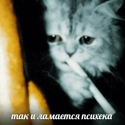 😺 Стикер «котикиии» для Telegram