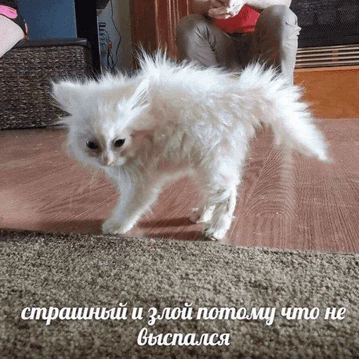 😺 Стикер «котикиии» для Telegram