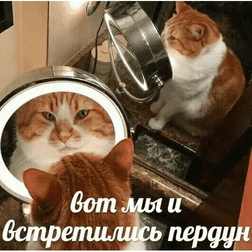 😺 Стикер «котикиии» для Telegram