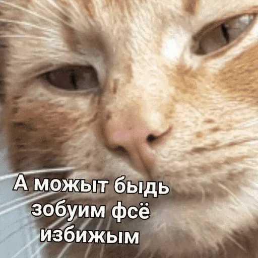😺 Стикер «котикиии» для Telegram