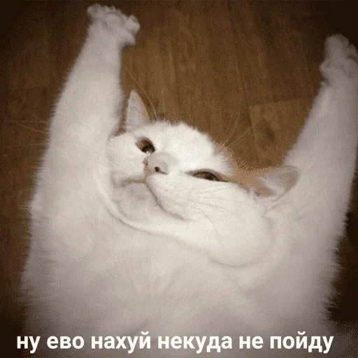 😺 Стикер «котикиии» для Telegram