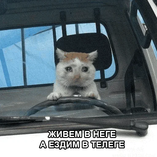 😺 Стикер «котикиии» для Telegram