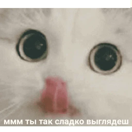 😺 Стикер «котикиии» для Telegram