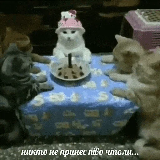 😺 Стикер «котикиии» для Telegram