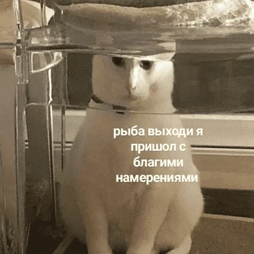 😺 Стикер «котикиии» для Telegram