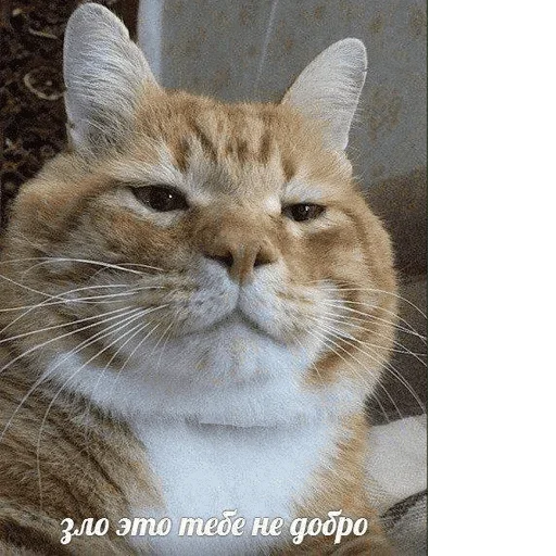 😺 Стикер «котикиии» для Telegram