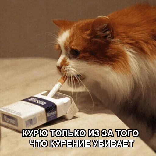 😺 Стикер «котикиии» для Telegram
