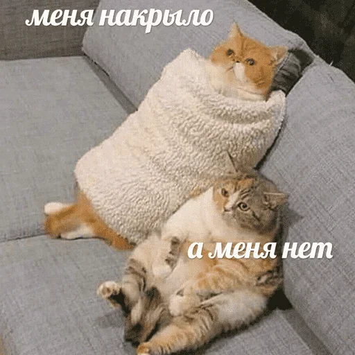😺 Стикер «котикиии» для Telegram