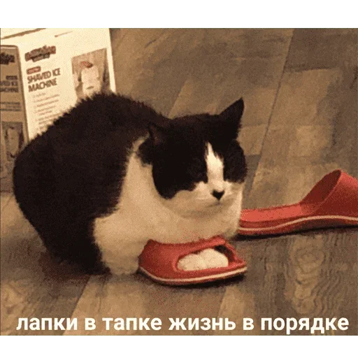 😺 Стикер «котикиии» для Telegram