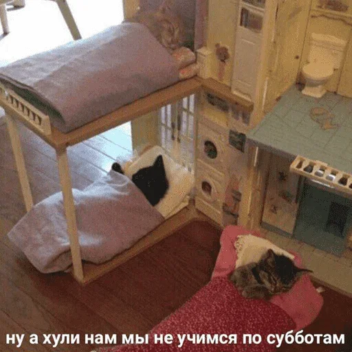 😺 Стикер «котикиии» для Telegram