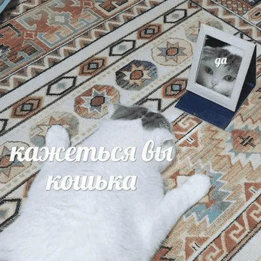 😺 Стикер «котикиии» для Telegram
