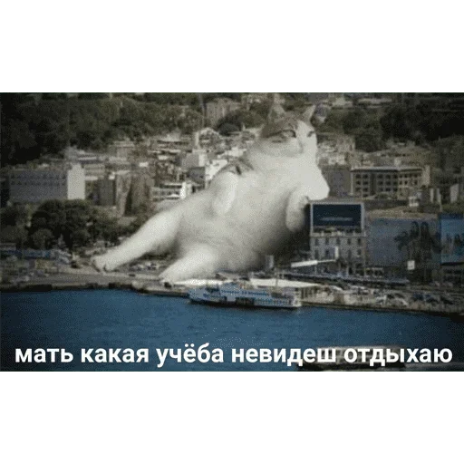😺 Стикер «котикиии» для Telegram