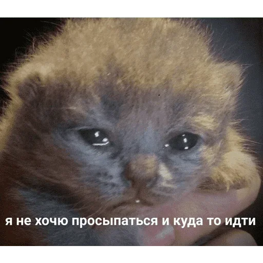 😺 Стикер «котикиии» для Telegram
