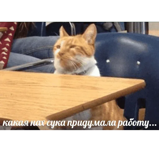 😺 Стикер «котикиии» для Telegram