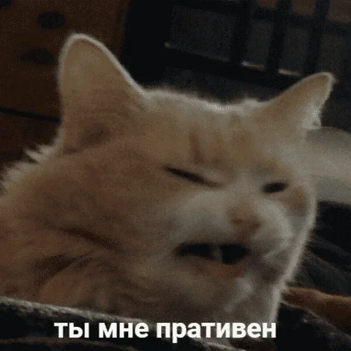 😺 Стикер «котикиии» для Telegram