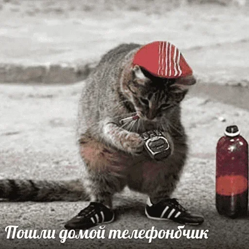 😺 Стикер «котикиии» для Telegram