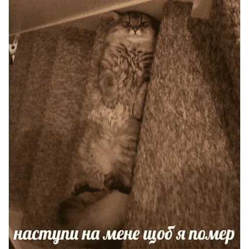 😺 Стикер «котикиии» для Telegram