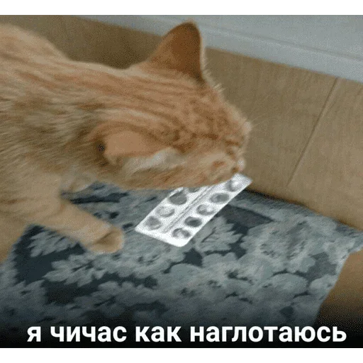 😺 Стикер «котикиии» для Telegram