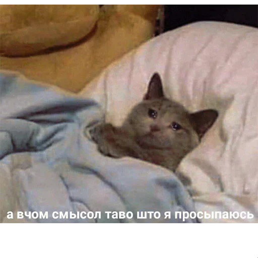 Стикерпак котикиии для Telegram