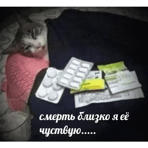 😺 Стикер «котикиии» для Telegram