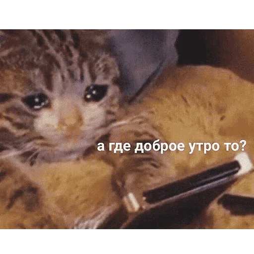 😺 Стикер «котикиии» для Telegram