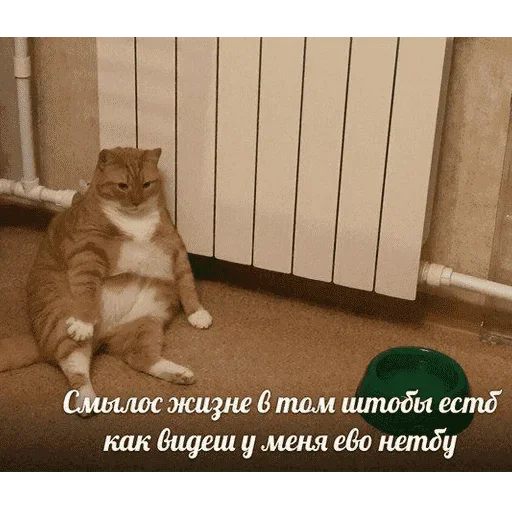 😺 Стикер «котикиии» для Telegram