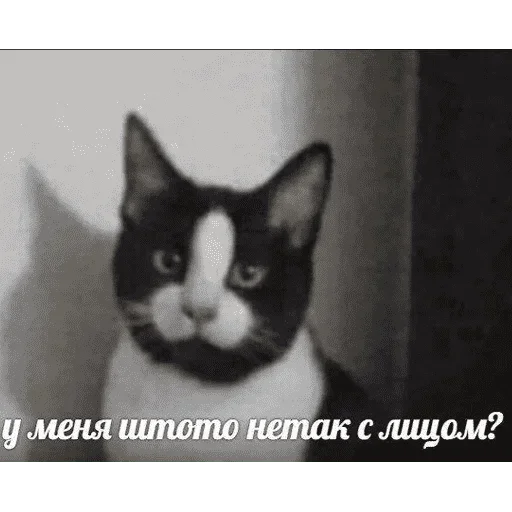 😺 Стикер «котикиии» для Telegram