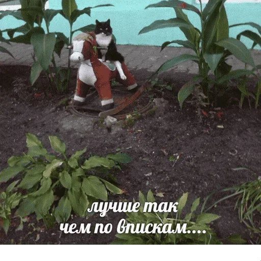 😺 Стикер «котикиии» для Telegram