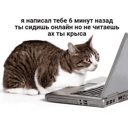😺 Стикер «котикиии» для Telegram