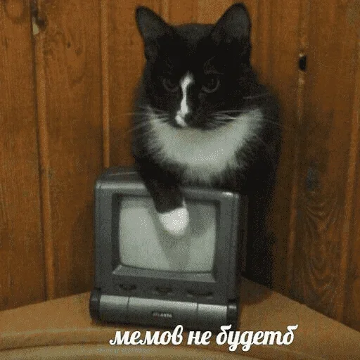😺 Стикер «котикиии» для Telegram