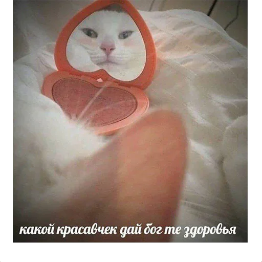 😺 Стикер «котикиии» для Telegram
