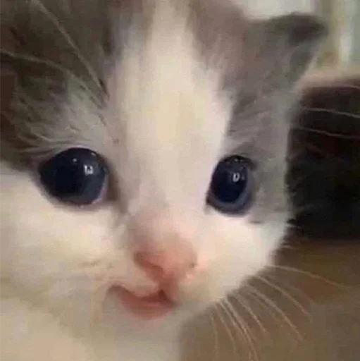 😼 Стикер «closticks3!» для Telegram