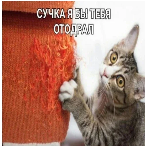 🤓 Стикер «цмх мой отчим» для Telegram