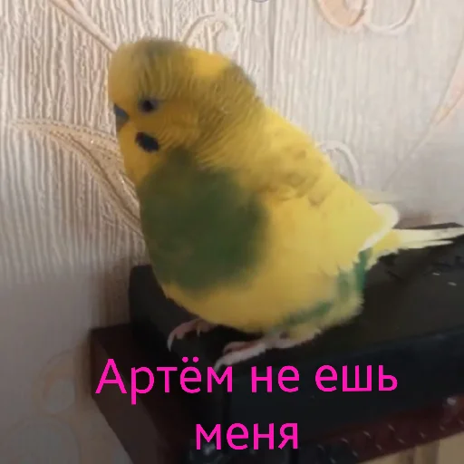 🥶 Стикер «чоо смиттити» для Telegram