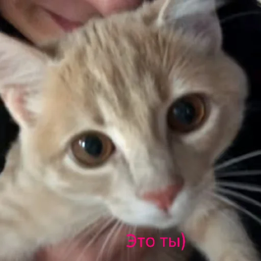 🐱 Стикер «чоо смиттити» для Telegram