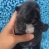 Стикер 8 Собачьки