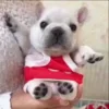 Стикер 7 Собачьки