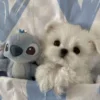 Стикер 20 Собачьки