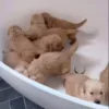 Стикер 36 Собачьки