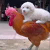 Стикер 25 Собачьки