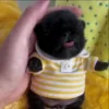 Стикер 2 Собачьки