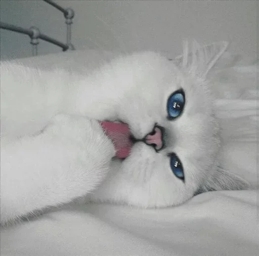 💙 Стикер «Co Cat» для Telegram