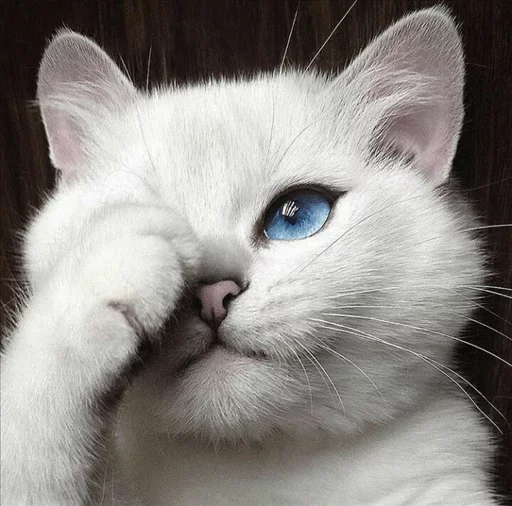 💙 Стикер «Co Cat» для Telegram