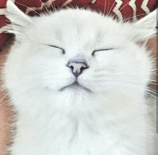 💙 Стикер «Co Cat» для Telegram