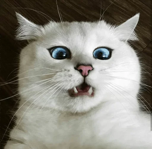 💙 Стикер «Co Cat» для Telegram