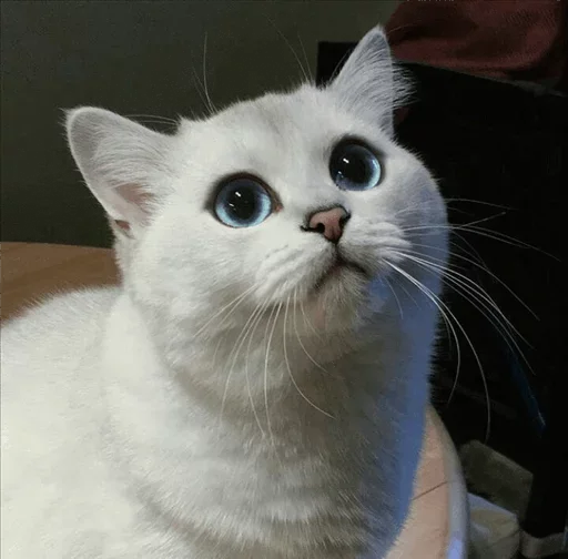 💙 Стикер «Co Cat» для Telegram